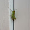 Grasshopper