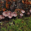 purplish mycena