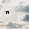 gullwcloud.jpg