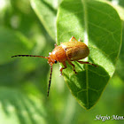 Leaf beetle