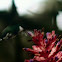Beija-flor-de-papo-branco
