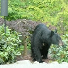 (American) Black Bear