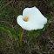 Calla lily
