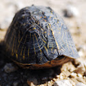 Box Turtle