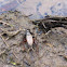 Field Cricket