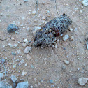 colorado river toad scat