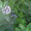 Black swallowtail butterfly