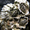 Barnacles