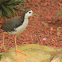 White-breasted Waterhen
