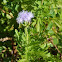 Greggs Mistflower, Palm Leaf Mistflower