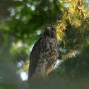 Broadwing Hawk