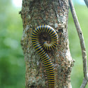 Yellow & Black millipede