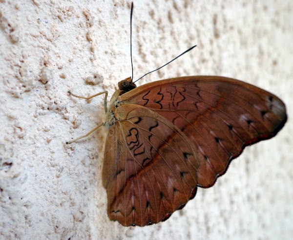 Blood Red Glider | Project Noah