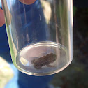 True toad