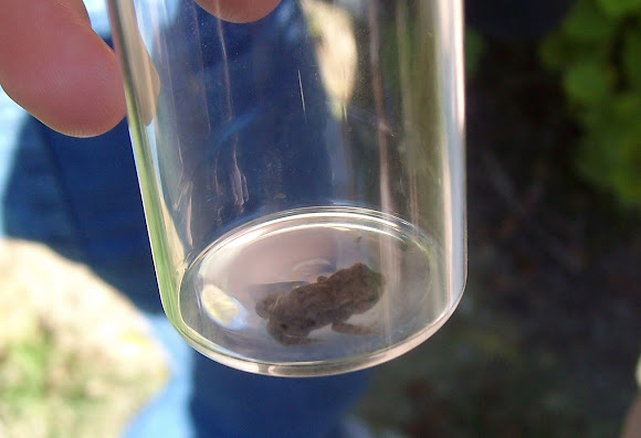 Spotting Image 1