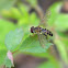 Hover Fly