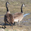 Canada goose