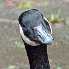 Canada goose