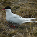 Arctic Tern
