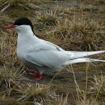 The Wildlife of Svalbard