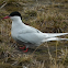 Arctic Tern