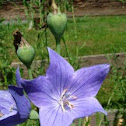 Chinese Bell Flower