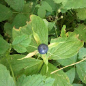 True-lover's Knot - Einbeere