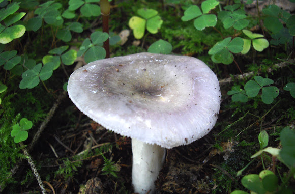 Spotting Image 1
