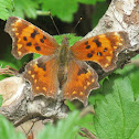 Comma butterfly