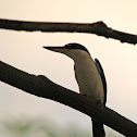 White-collared Kingfisher