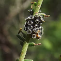 Eggs of predatory shield bug