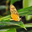 Polymnia Tiger-wing Butterfly