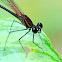 Damselfly