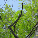 Black Rat Snake