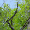 Black Rat Snake