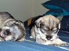 Hermosos Cachorros Schnauzer Miniatura