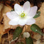 Rue Anemone