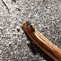 Multicolored Asian Lady Beetle Larva