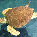 Loggerhead Sea Turtle