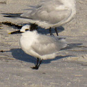 Sandwich Tern