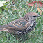 European Starling