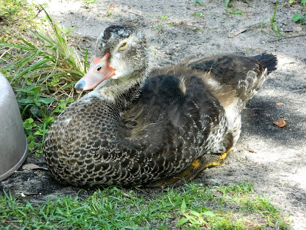 Muscovy duck (juvenile) | Project Noah