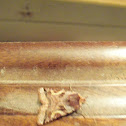 Moth