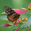 Hecale Longwing