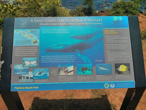 Sanctuary for Humpback Whales