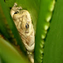 Cuban tree frog