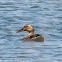 Mallard; Anade Real