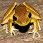 Stony Creek Frog