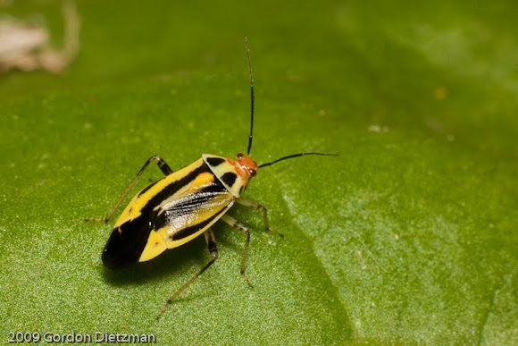 Spotting Image 1