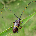 Long-horned beetle